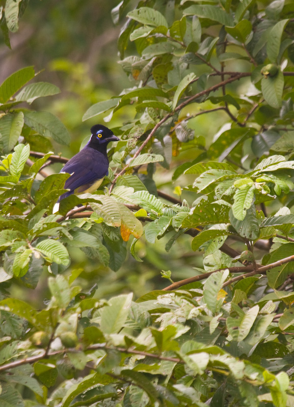 Plush-Crested Jay In Tree
